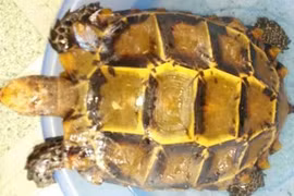 Cặp rùa vàng quý hiếm: Ngã giá 800 trăm triệu bán liền tay