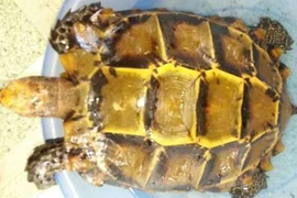 Cặp rùa vàng quý hiếm: Ngã giá 800 trăm triệu bán liền tay