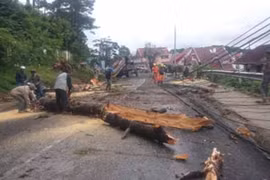 Đang đi xe máy, 2 mẹ con bất ngờ bị cây đổ đè tử vong