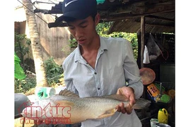 Cần thủ Sài Gòn câu được cá sủ vàng quý hiếm nặng hơn 2kg