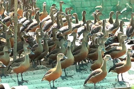 Độc đáo: Cho gà ấp trứng le le nguồn gốc hoang dã, thu tiền tỷ