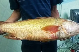 Liên tiếp bắt được cá sủ vàng giá tiền tỷ