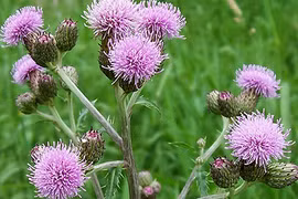 Một loại hạt từ Mỹ thâm nhập Việt Nam: 50 triệu người lo sợ