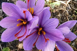 Nhụy hoa nghệ tây có gì đặc biệt mà đắt hơn vàng?