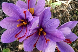 Nhụy hoa nghệ tây có gì đặc biệt mà đắt hơn vàng?