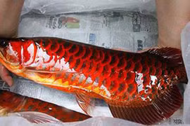 Huyền thoại cá huyết rồng vẩy đỏ nặng hơn nửa tạ ở Biển Hồ