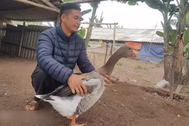 Ngỗng trời giá tiền triệu, chưa Tết đã “cháy” hàng