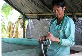 Anh nông dân kiếm bội tiền nhờ làm chuồng nuôi rắn vảy ngũ sắc