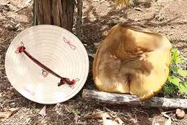 Đắk Lắk: Phát hoảng thấy nấm lạ lớn bằng nón lá chỉ sau vài giờ