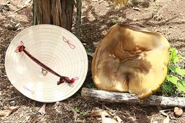 Đắk Lắk: Phát hoảng thấy nấm lạ lớn bằng nón lá chỉ sau vài giờ