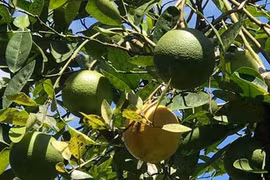 Độc đáo trái hường vị ngon khó cưỡng chuẩn sạch 100%