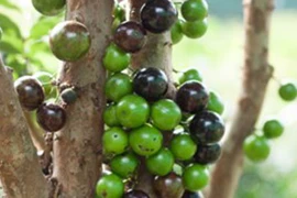 Nho thân gỗ có gì đặc biệt khiến các “tín đồ” “cuồng” đến như vậy?