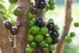 Nho thân gỗ có gì đặc biệt khiến các “tín đồ” “cuồng” đến như vậy?