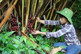 Loài cây quý ra quả đỏ, thơm dưới gốc, mỗi vụ thu cả trăm tấn