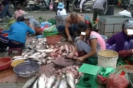 Hành trình đưa cá ươn từ chợ lên bàn ăn của các đầu nậu