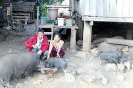 Ngược đời chuyện "hối lộ" để bắt chồng ở Đắk Lắk