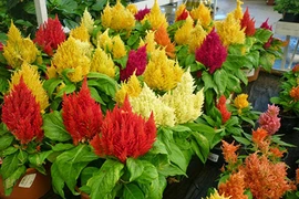 Cách trồng hoa mào gà vừa làm cảnh vừa làm thuốc