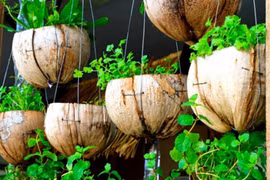 Các ý tưởng trồng cây xanh cực chất trong nhà