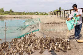 Lãi nửa tỷ đồng mỗi năm từ đàn vịt trời