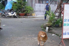 Dân TP.HCM mất hơn 26 tỉ/năm do chó cắn