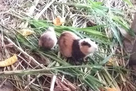 Nuôi lúc nhúc đàn chuột lang, nhẹ nhàng kiếm 2-3 triệu/tháng