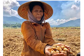 Vác cuốc đi đào đặc sản gớm ghiếc thu tiền triệu