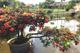 Trồng ngay hoa mẫu đơn đỏ chơi tết cho nhà thêm phú quý