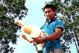Bỏ làm thuê về quê nuôi vịt, mỗi tháng có hơn 10 triệu đồng