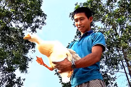 Bỏ làm thuê về quê nuôi vịt, mỗi tháng có hơn 10 triệu đồng