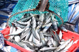 1 đêm đi biển bắt mỏi tay được 3-6 tấn cá nục, lãi từ 40-60 triệu