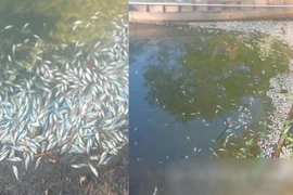 An Giang: Ao cá tiền tỷ nghi bị hạ độc ngày Tết