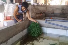 Nuôi lươn bằng giun quế, bỏ túi chục triệu/tháng