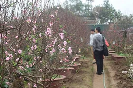 Người dân nườm nượp đổ về Nhật Tân săn đào, quất về chơi Tết