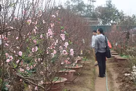 Người dân nườm nượp đổ về Nhật Tân săn đào, quất về chơi Tết