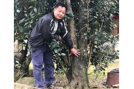 Đại gia cõng bao tải tiền, đổi ô tô tiền tỷ mua 4 cây mộc hương trăm tuổi