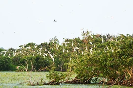 "Chợ chim trời lớn nhất miền Tây" dưới góc nhìn du lịch