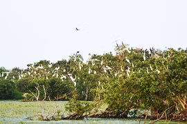 "Chợ chim trời lớn nhất miền Tây" dưới góc nhìn du lịch