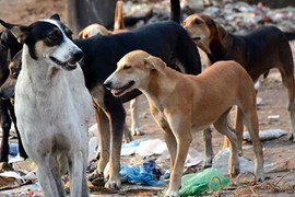 Nữ du khách Anh đi lạc bị chó hoang cắn chết