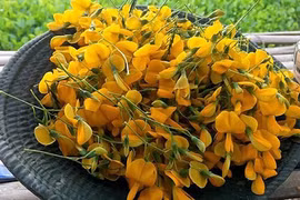 Mùa nước nổi, người dân miền Tây hái bông điên điển thu tiền mỏi tay