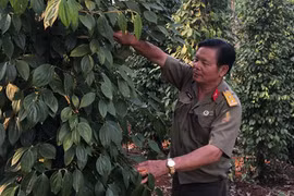 Khu vườn 360 tỷ đồng của "đại gia" củ cải Lâm Đồng