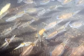 Mực sống đang bơi tung tăng 1 triệu/kg về Hà Nội cháy hàng