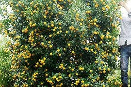 Xuất hiện nhiều hoa, trái, cây lạ phục vụ Tết Mậu Tuất 2018