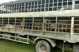 Cung đường nhập lậu thịt lợn "bẩn" giá rẻ từ Trung Quốc