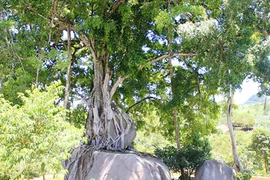 Bốn gốc lộc vừng trăm tuổi: Trả chục tỷ cả làng quyết không bán