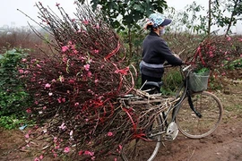 Đào nở sai thời điểm, rớt giá, nông dân Nhật Tân ngồi trên đống lửa