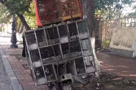 "Tận diệt chim rừng": Lạ lùng chuyện mua chim trên cây