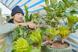 Bonsai phật thủ khan hàng, giá hàng chục triệu đồng