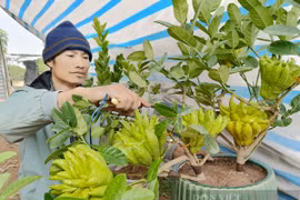 Bonsai phật thủ khan hàng, giá hàng chục triệu đồng