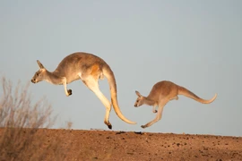 Sự thật bất ngờ loài chuột túi di chuyển bằng cách nhảy