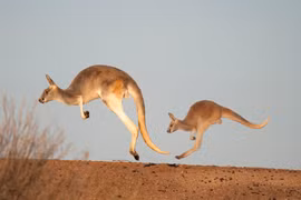 Sự thật bất ngờ loài chuột túi di chuyển bằng cách nhảy